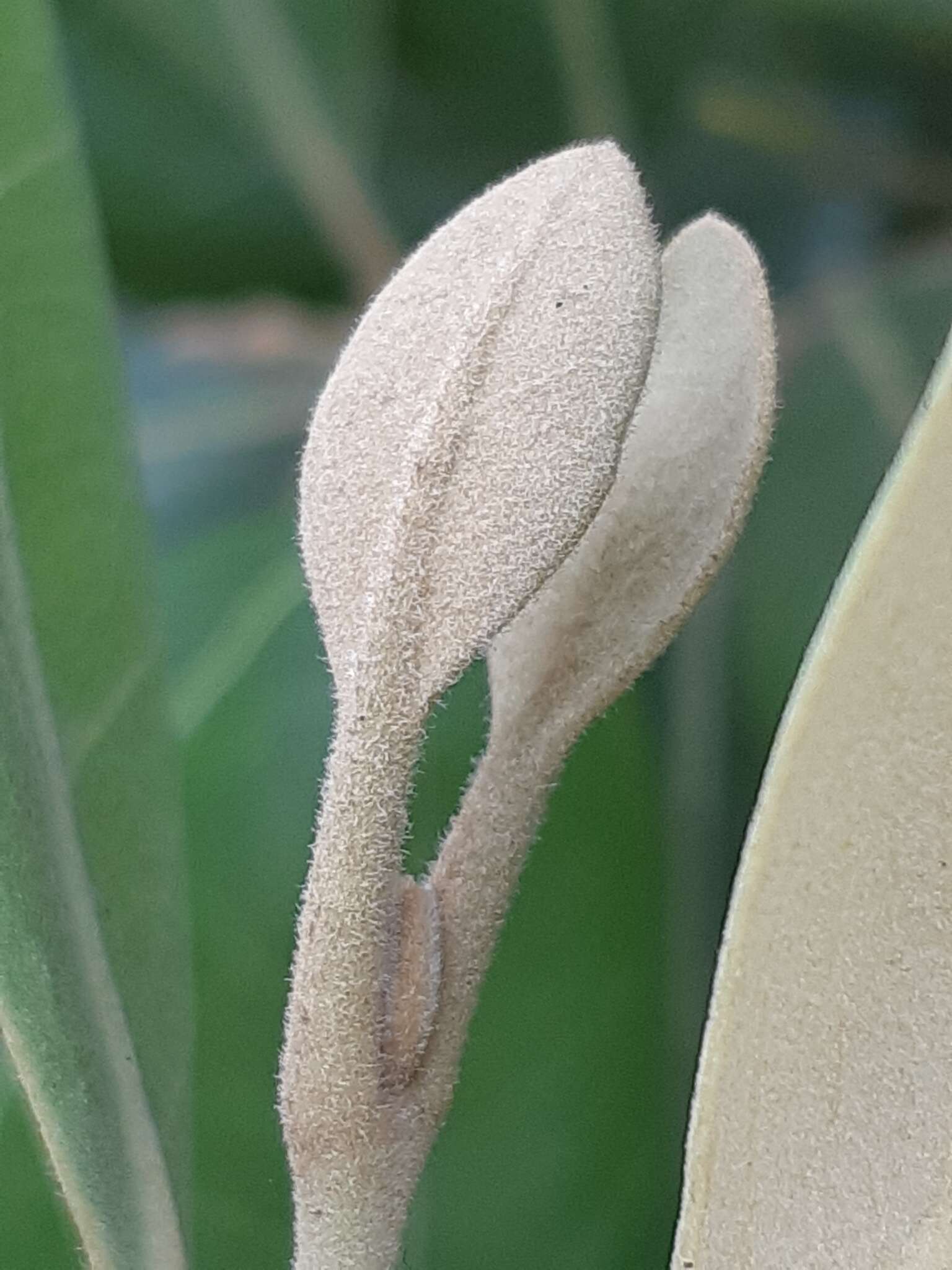 Image of Avicennia marina var. rumphiana (H. Hallier) Bakh.