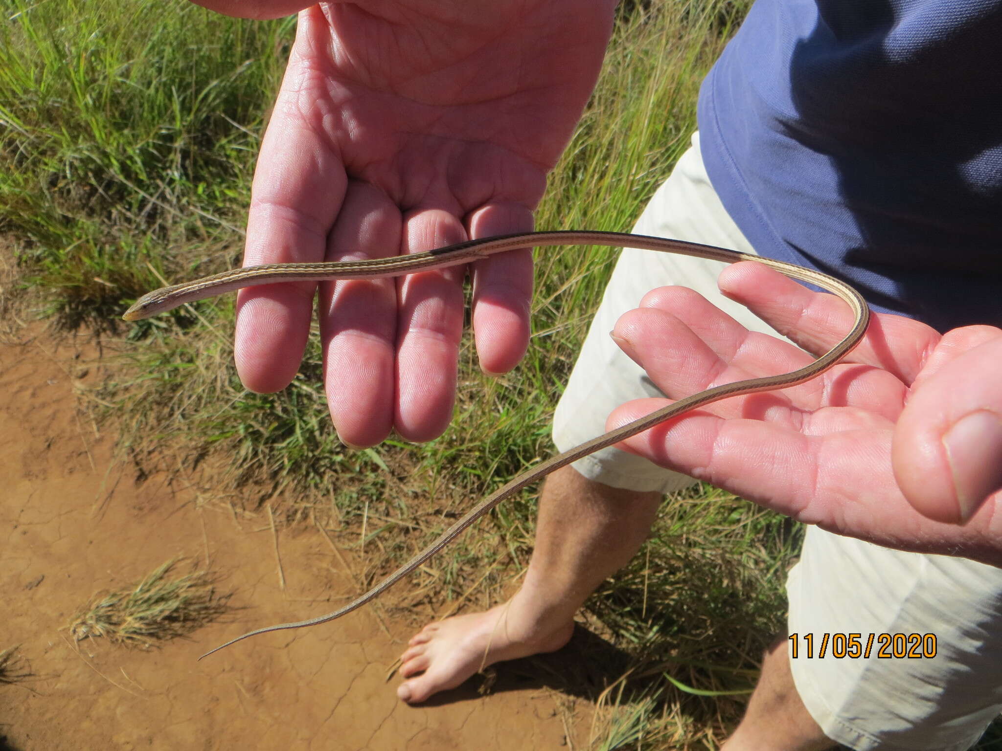 Image of Cape grass lizard