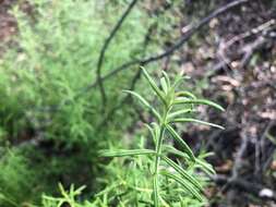 Image of Westringia eremicola A. Cunn. ex Benth.