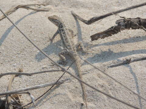 Image of Cozumel Spiny Lizard