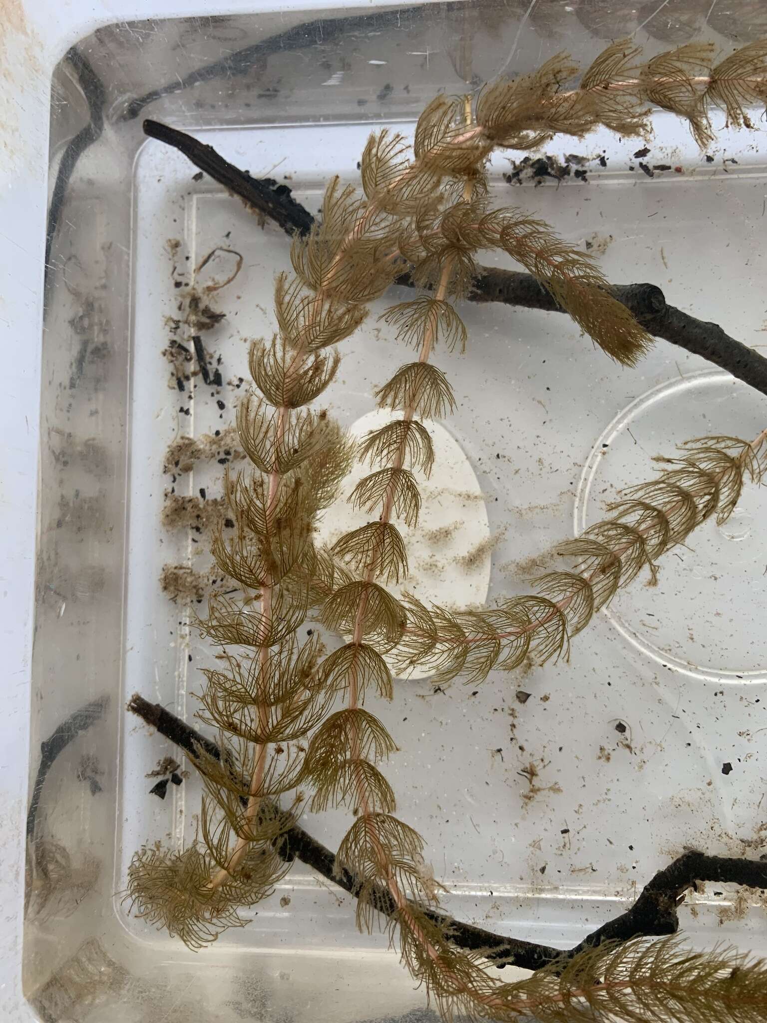 Image of Alternate Water-milfoil