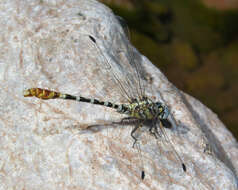 Imagem de Erpetogomphus compositus Hagen ex Selys 1858