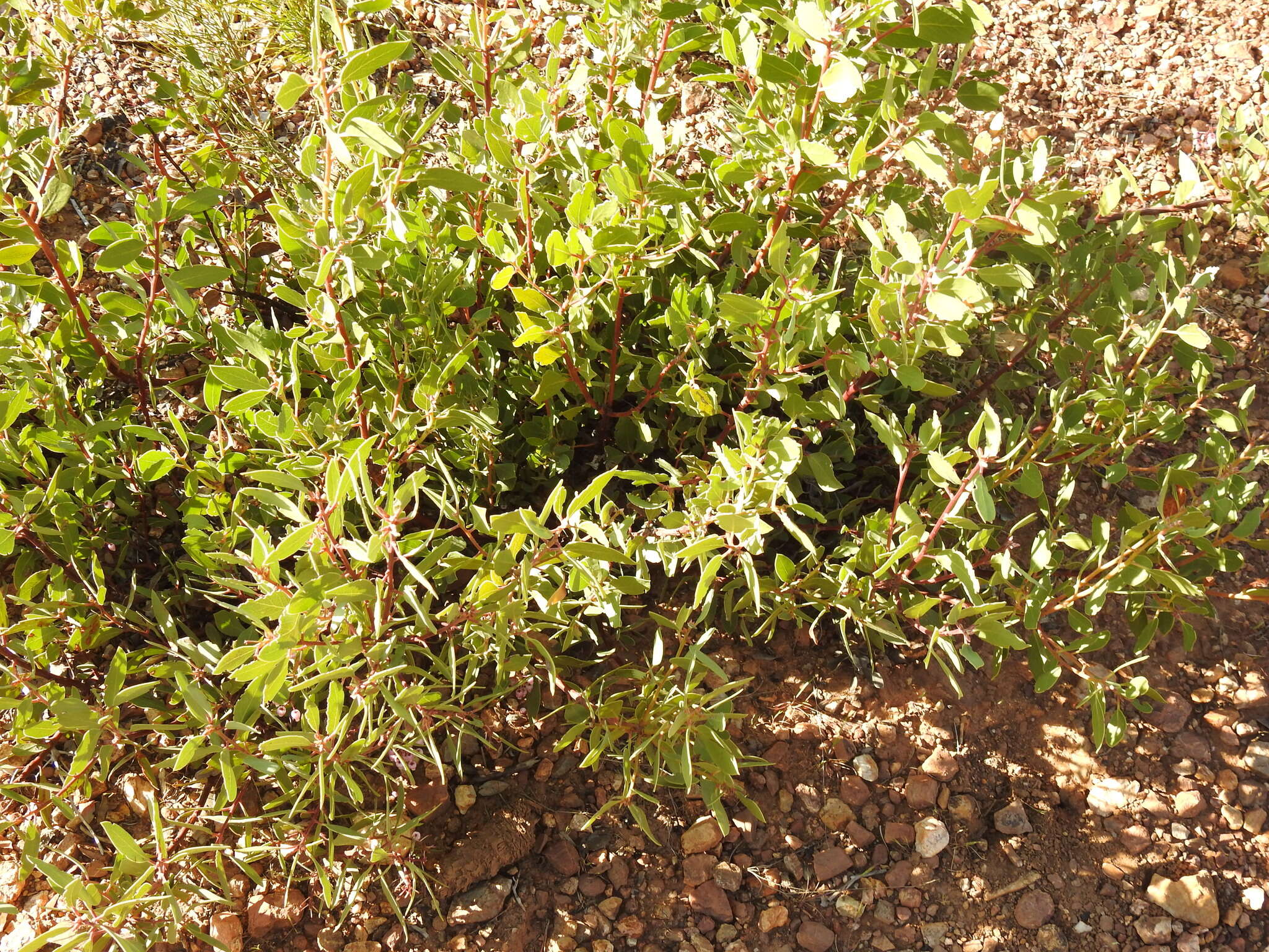 Image of Stanford's manzanita