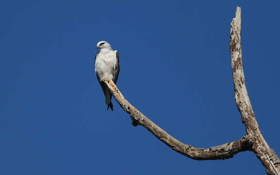 Image of Black-shouldered Kite