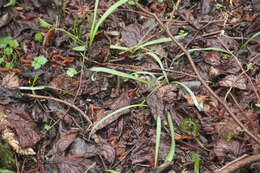 Image of Galanthus angustifolius Koss