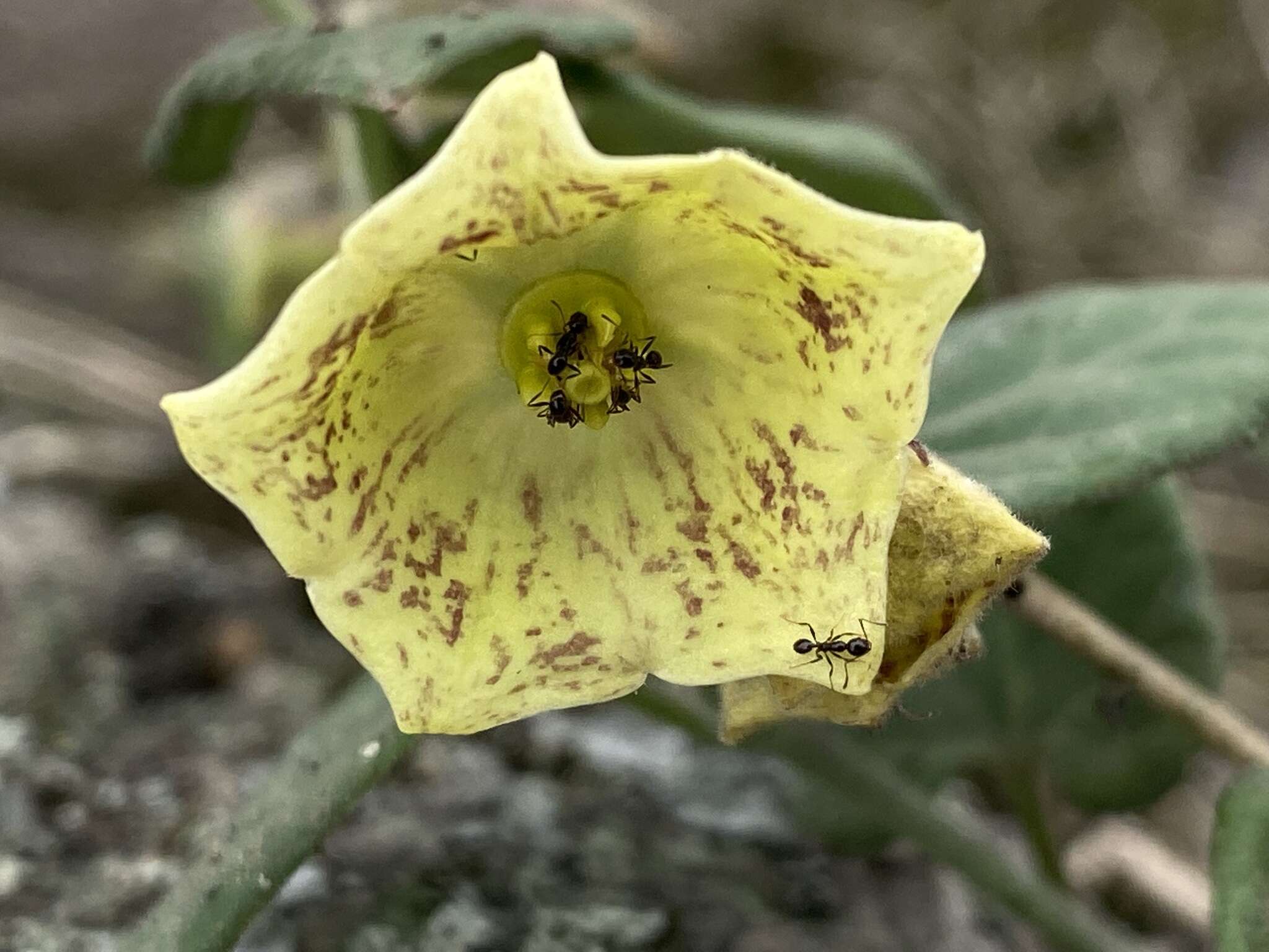 Image of Philibertia solanoides Kunth