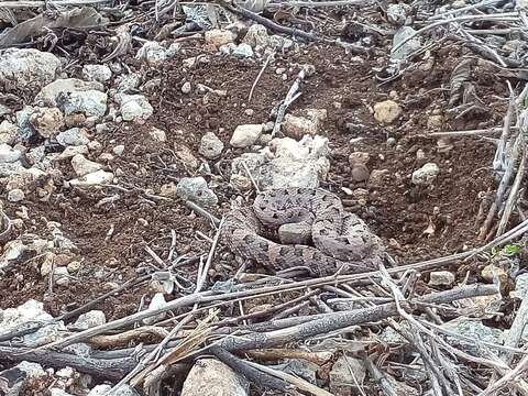 Image of Yucatán Hognose Viper