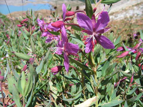 Image of dwarf fireweed