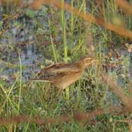 Image de Pipit de Godlewski