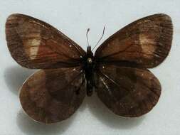 Erebia fasciata Butler 1868 resmi