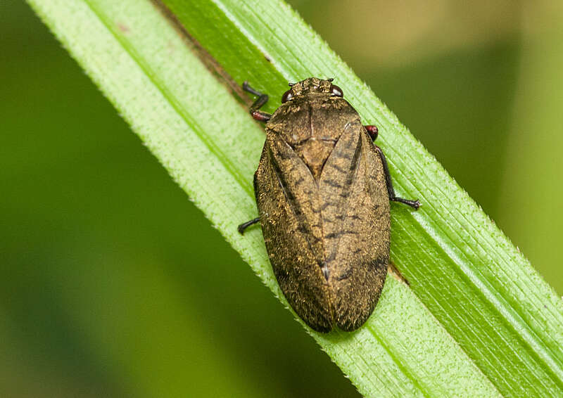 Image of Zulia (Zulia) pubescens (Fabricius 1803)