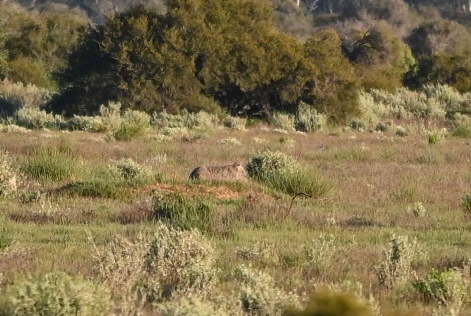 Image of hairy-nosed wombats