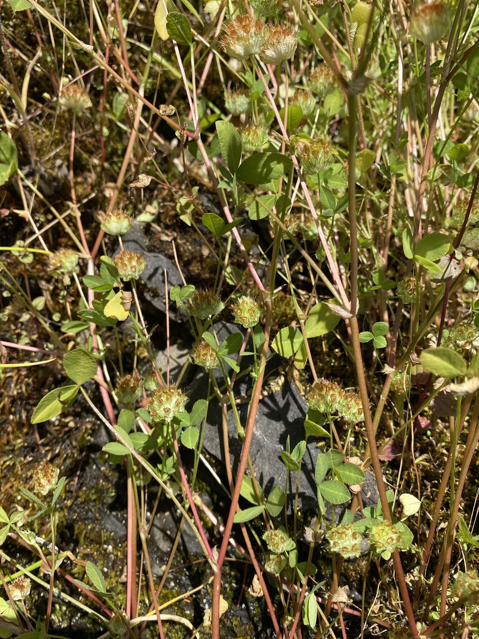 Слика од Trifolium cyathiferum Lindl.