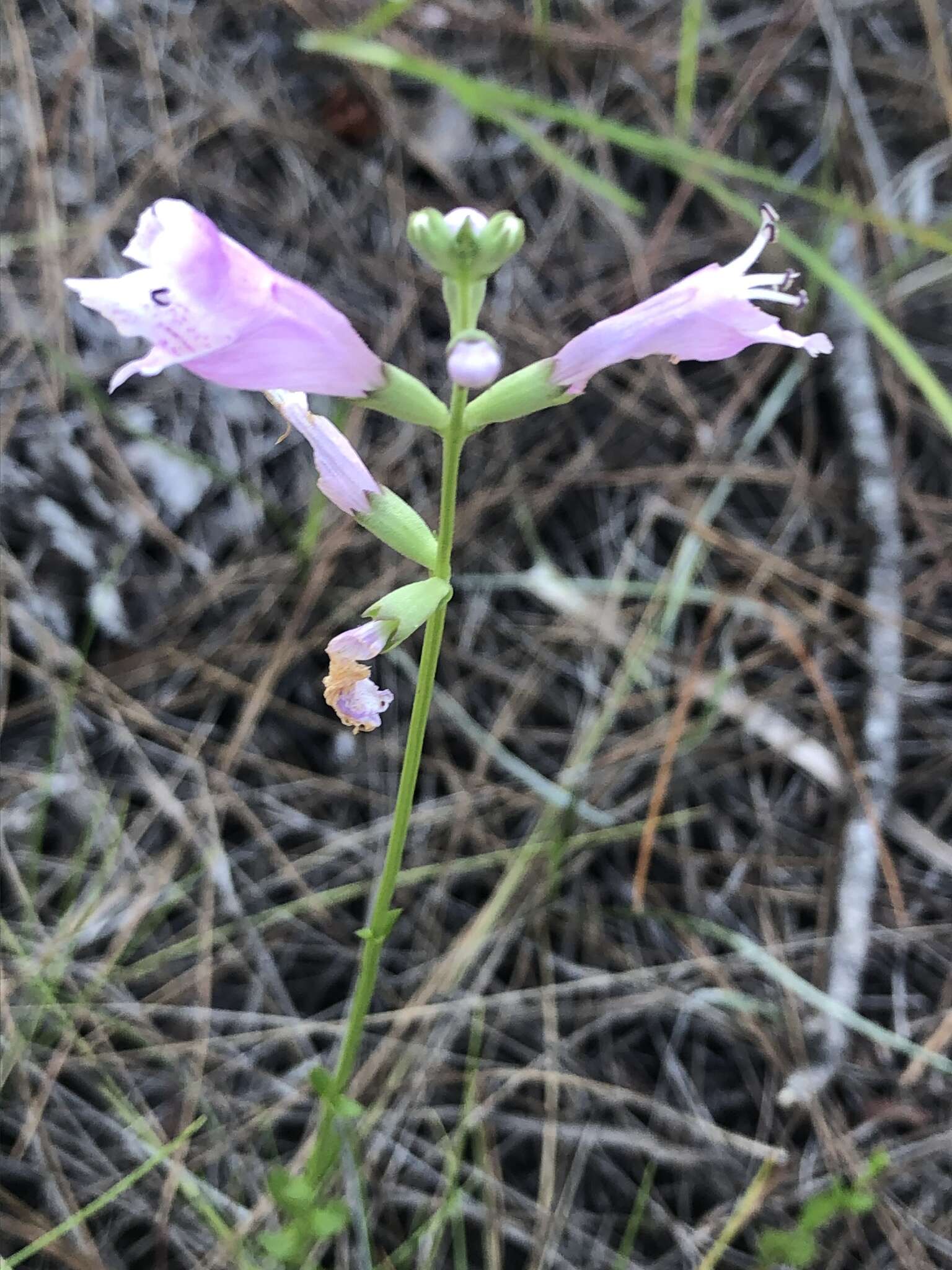 Image of Eastern False Dragonhead