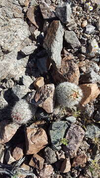 Image of Common Fishhook Cactus