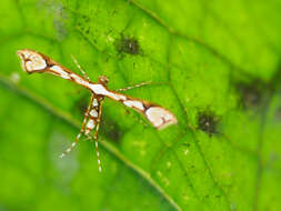 Image of Ochyrotica mexicana Arenberger 1990