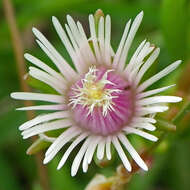 Image of Delosperma brevipetalum L. Bol.