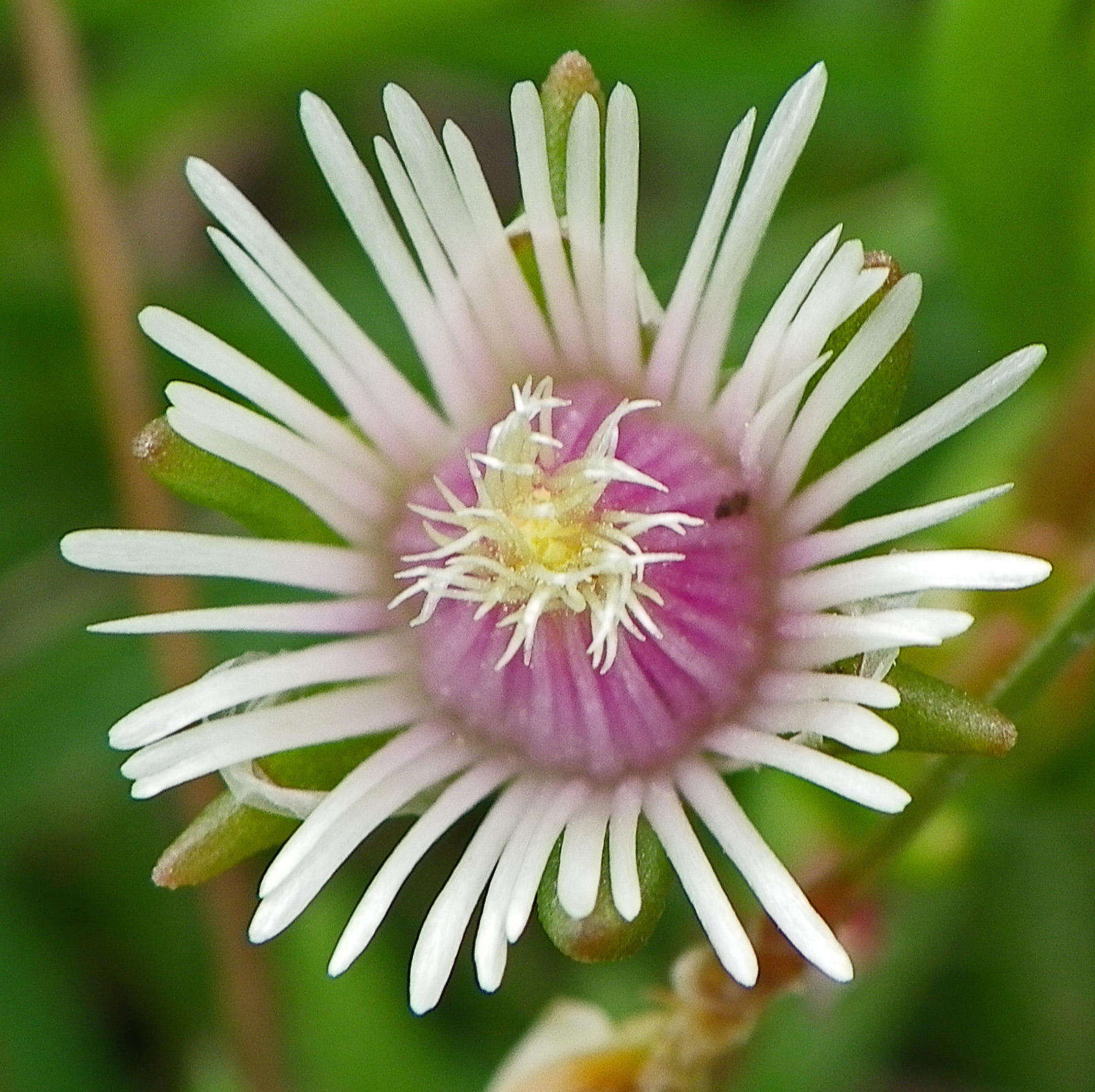 Image of Delosperma brevipetalum L. Bol.