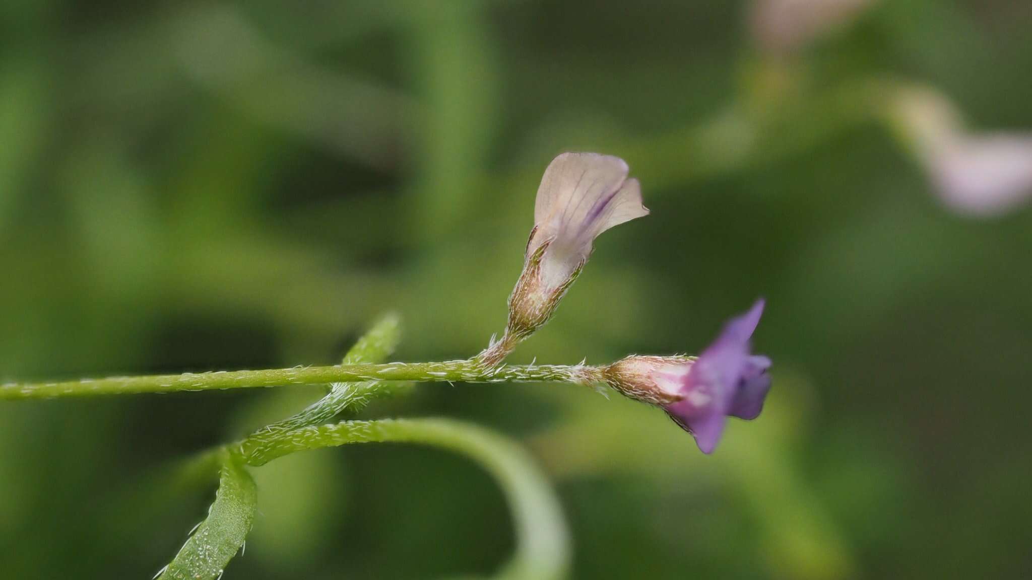 Sivun Astragalus nuttallianus var. imperfectus (Rydb.) Barneby kuva