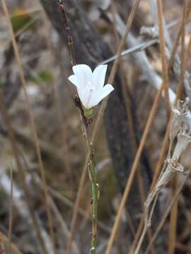 Wahlenbergia linarioides (Lam.) A. DC.的圖片