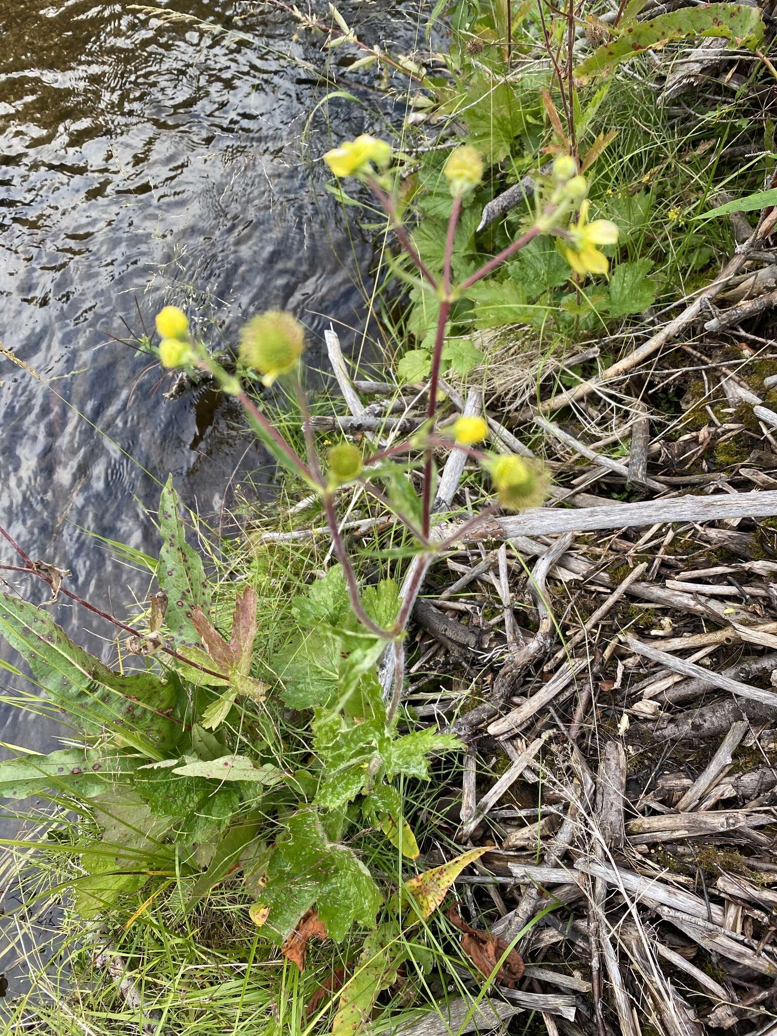 Imagem de Geum macrophyllum var. perincisum (Rydb.) Raup