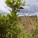 Image of Grevillea masonii P. M. Olde & N. R. Marriott