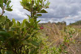 Image of Grevillea masonii P. M. Olde & N. R. Marriott