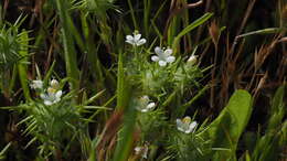 Image de Navarretia intertexta subsp. intertexta