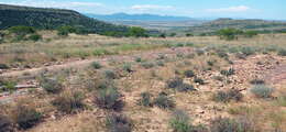 Image of Crassula corallina Thunb.