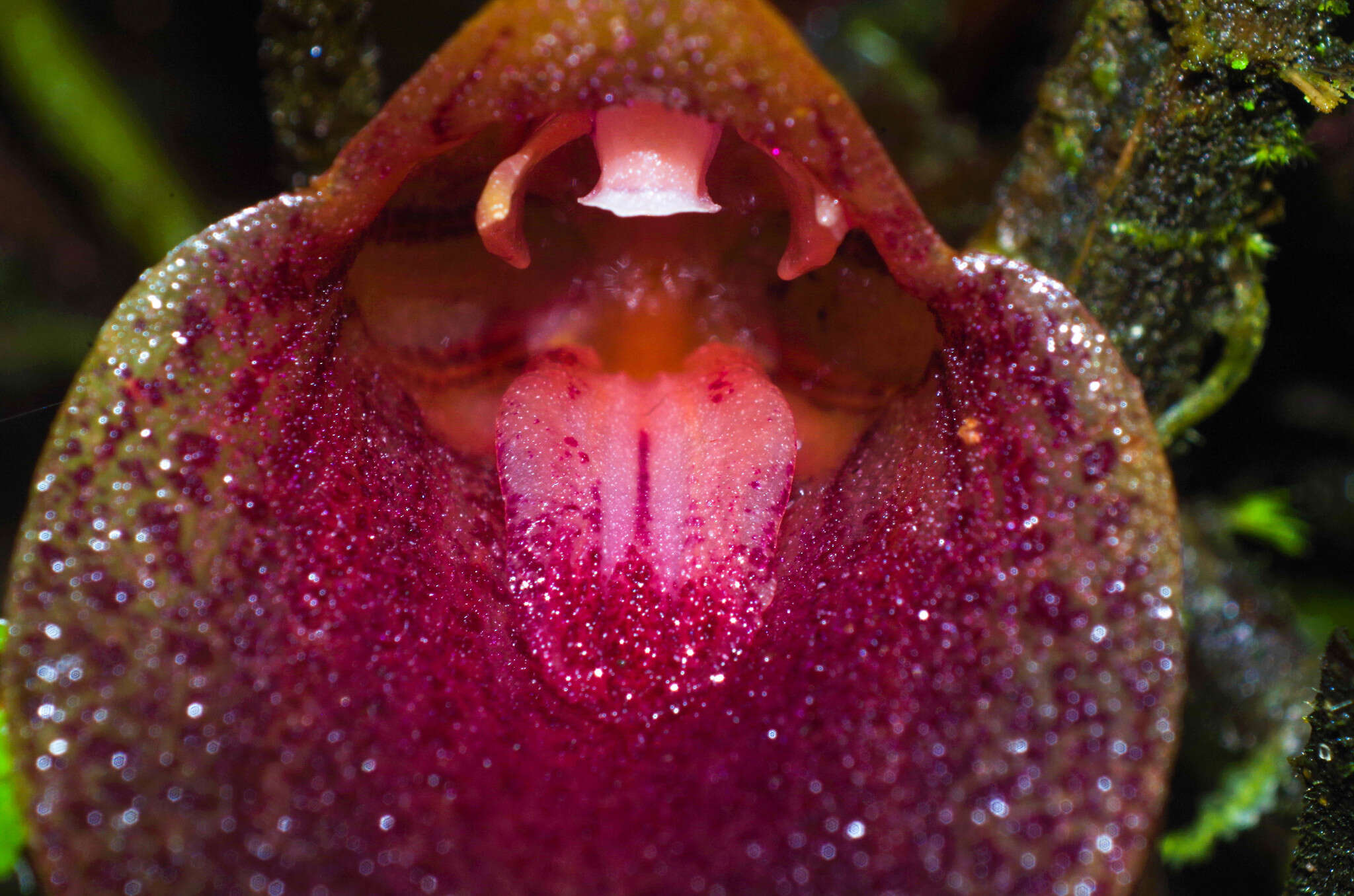 Imagem de Masdevallia angulata Rchb. fil.