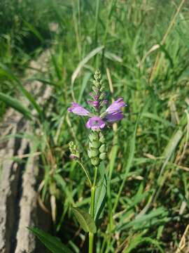 Image of Ledingham's False Dragonhead