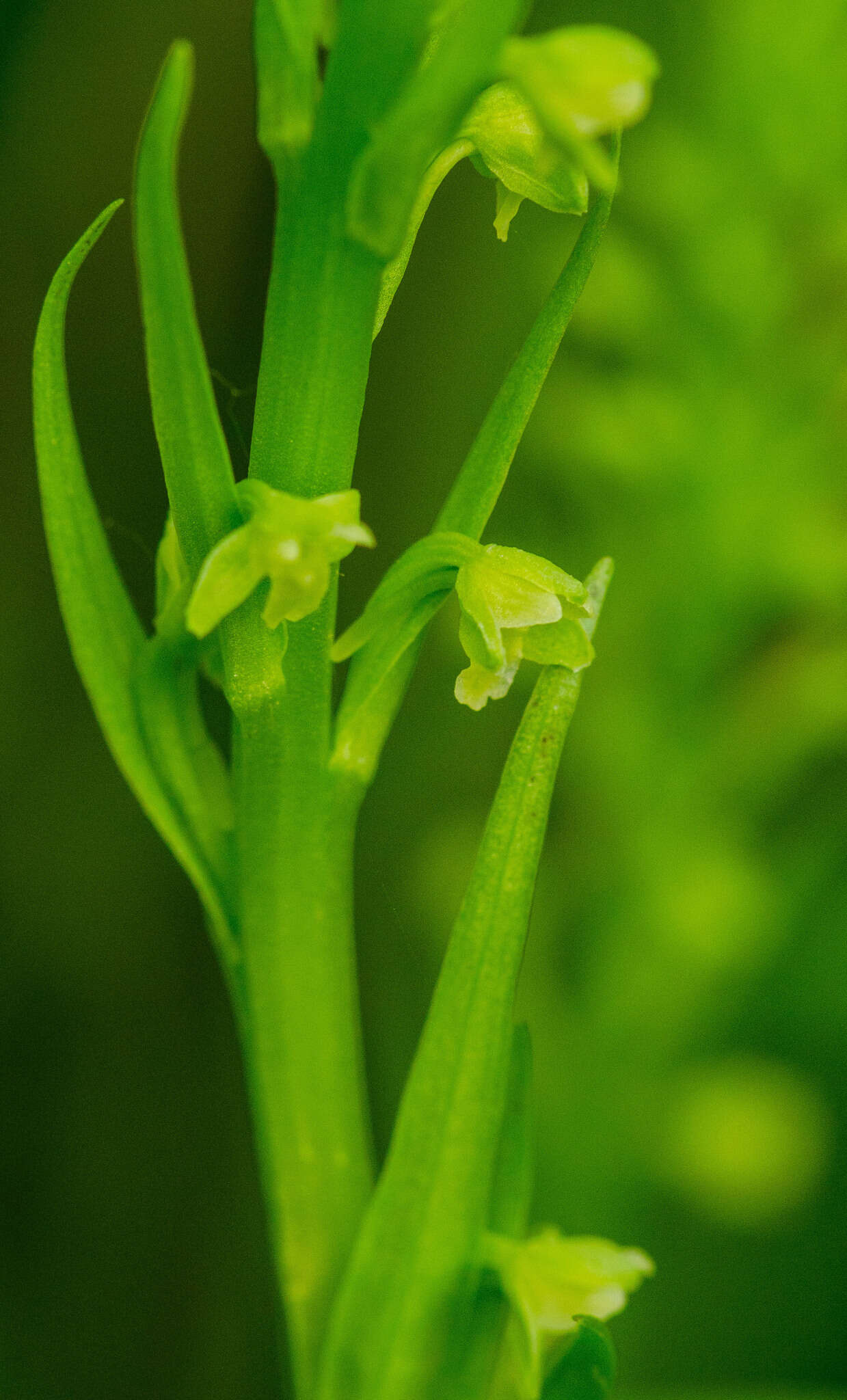 Слика од Platanthera flava var. herbiola (R. Br.) Luer