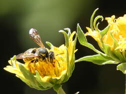 Image of Trachusa timberlakei (Schwarz 1928)