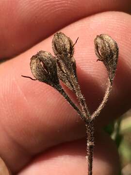 Imagem de Oenothera fruticosa L.