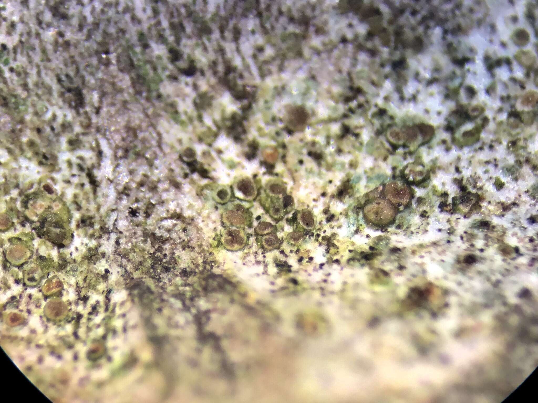 Image of <i>Lecanora minutella</i>