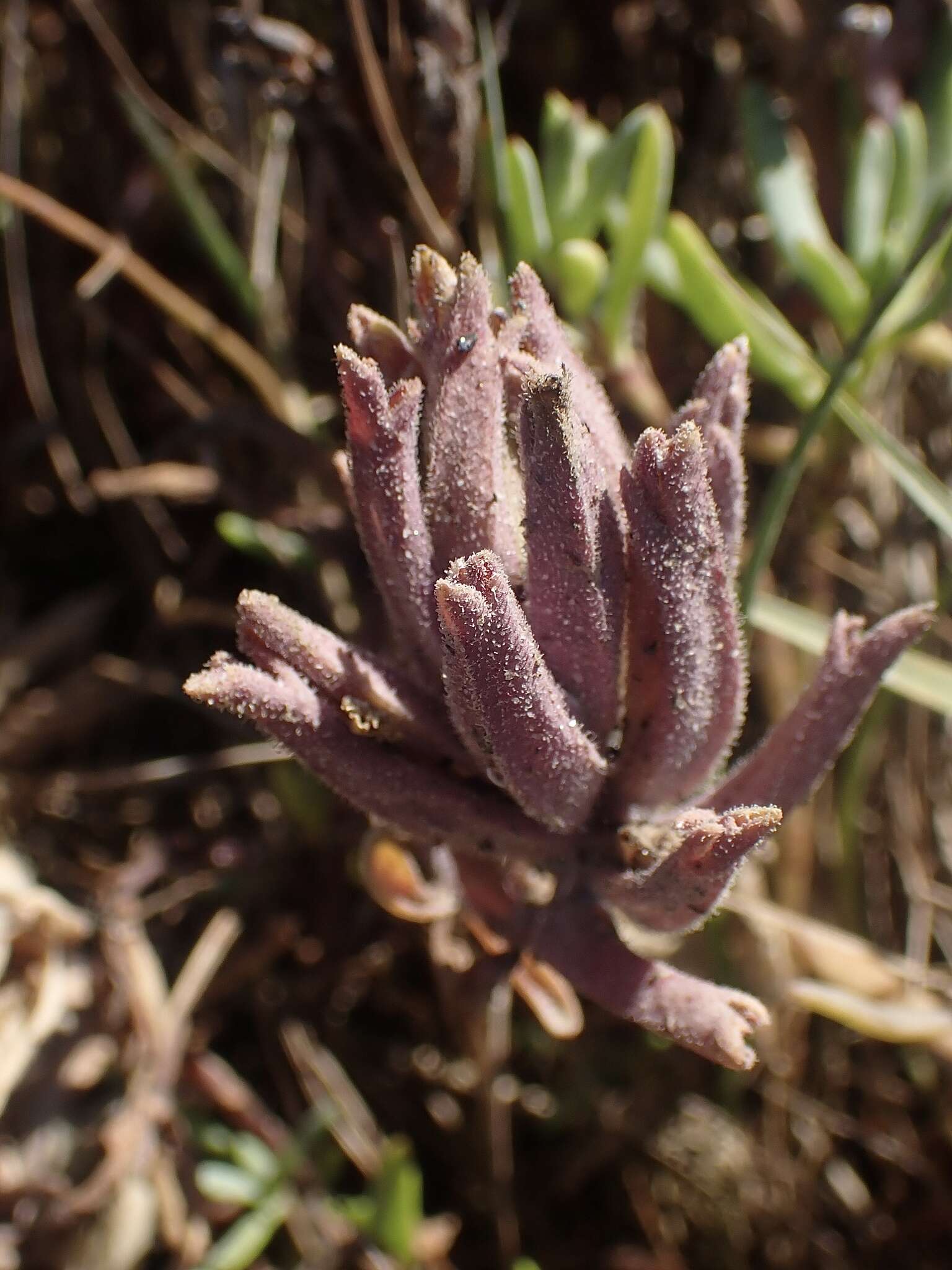 Image of Pt. Reyes bird's-beak