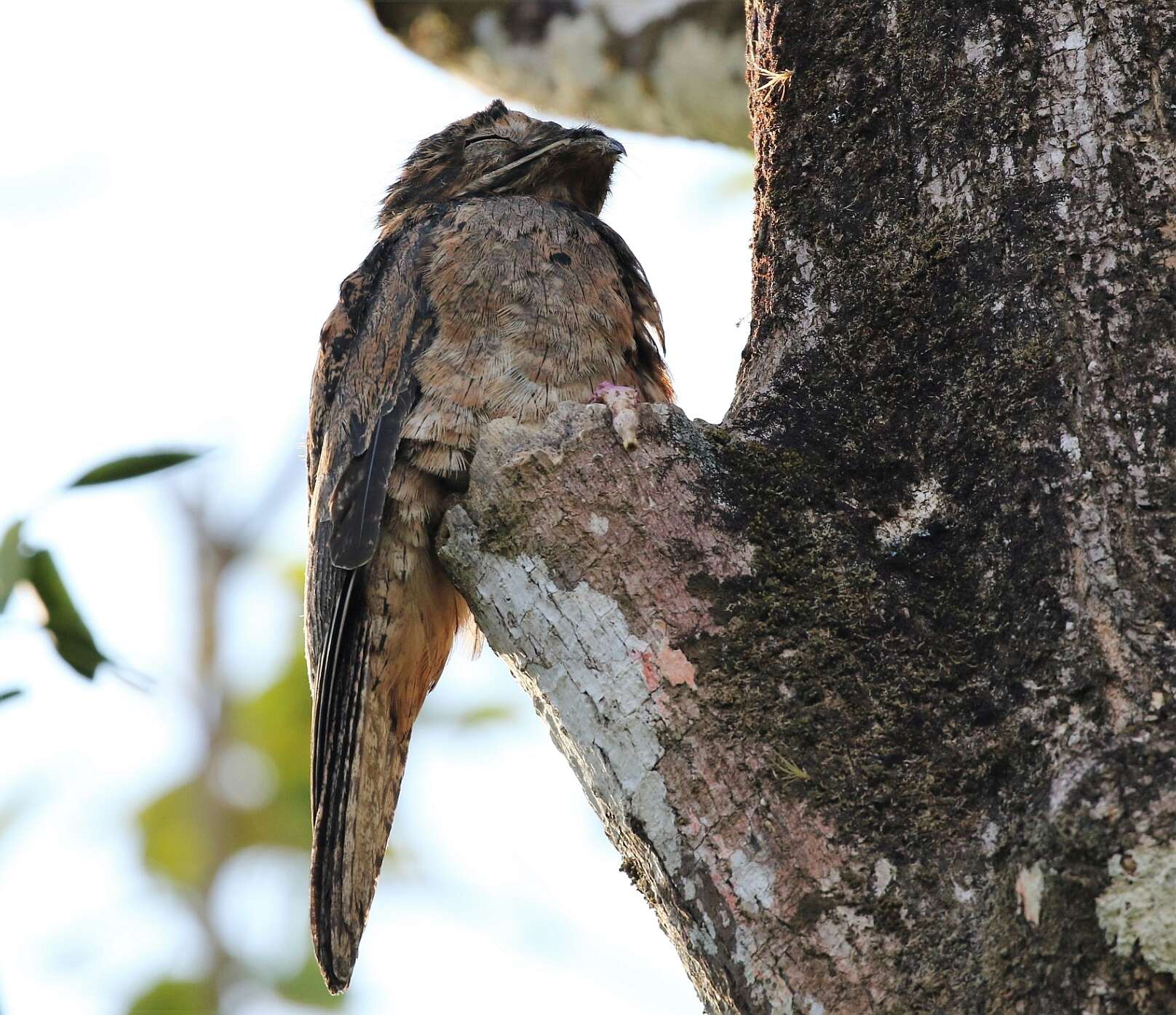 Image of Common Potoo