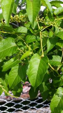 Image of American buckwheat vine