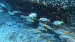 Image of Spanish flag snapper