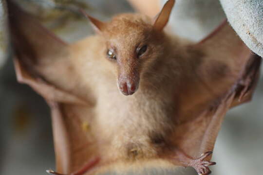 Macroglossus minimus (E. Geoffroy 1810) resmi