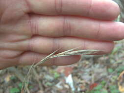 Image of Brachypodium sylvaticum subsp. sylvaticum