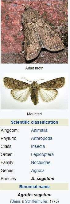 Image of turnip moth