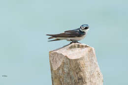 Image of Mangrove Swallow