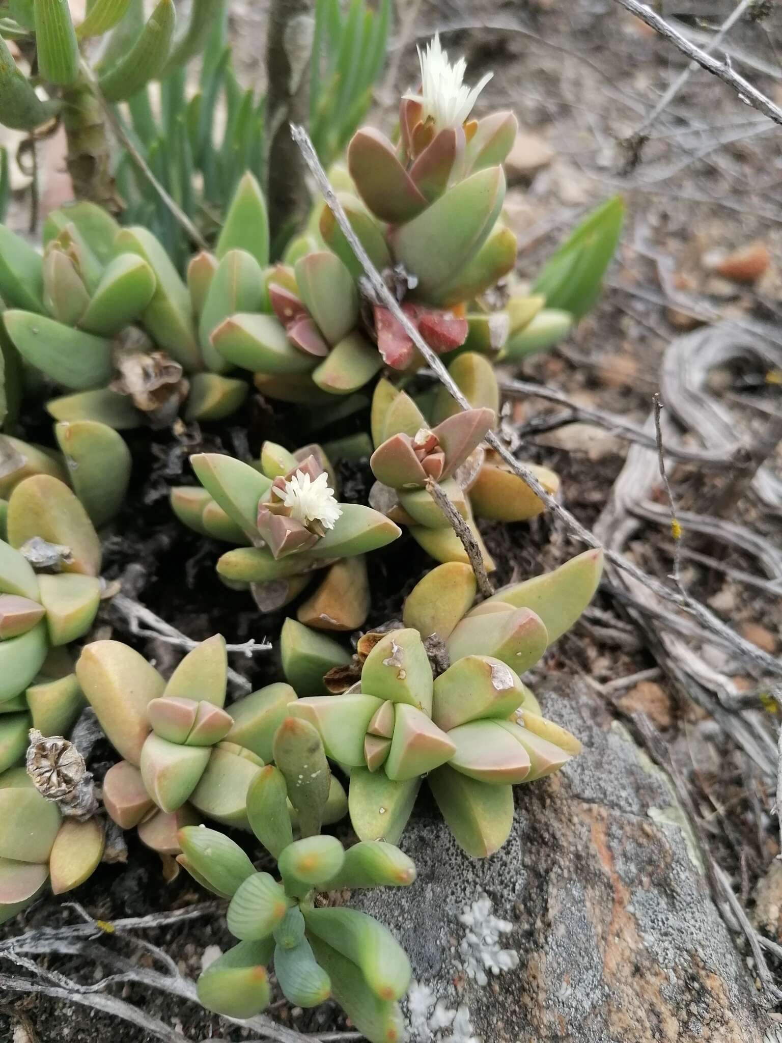 Image of Corpuscularia lehmannii (Eckl. & Zeyh.) Schwant.