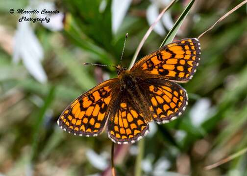 Image of Melitaea celadussa Fruhstorfer 1910