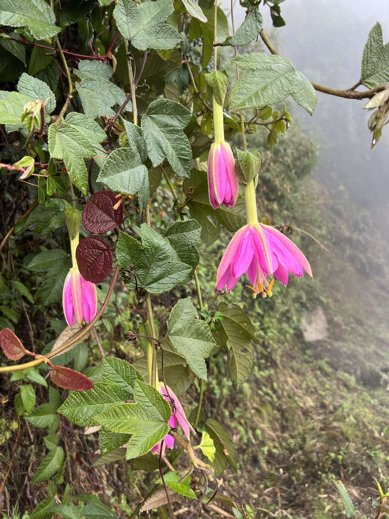 Passiflora coactilis (Mast.) Killip的圖片