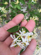 Plancia ëd Lonicera morrowii Gray