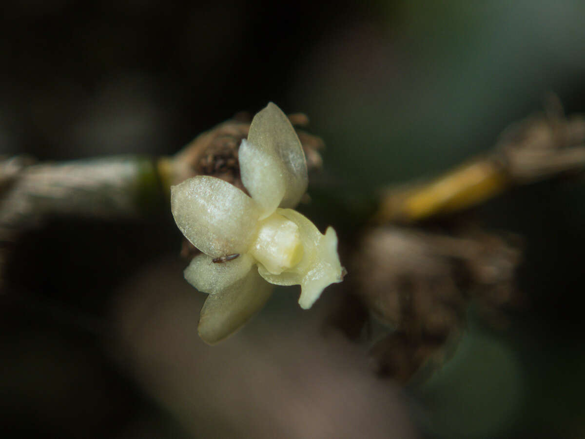 Dendrobium aloifolium (Blume) Rchb. fil.的圖片