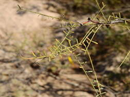 صورة Prosopis alpataco Phil.