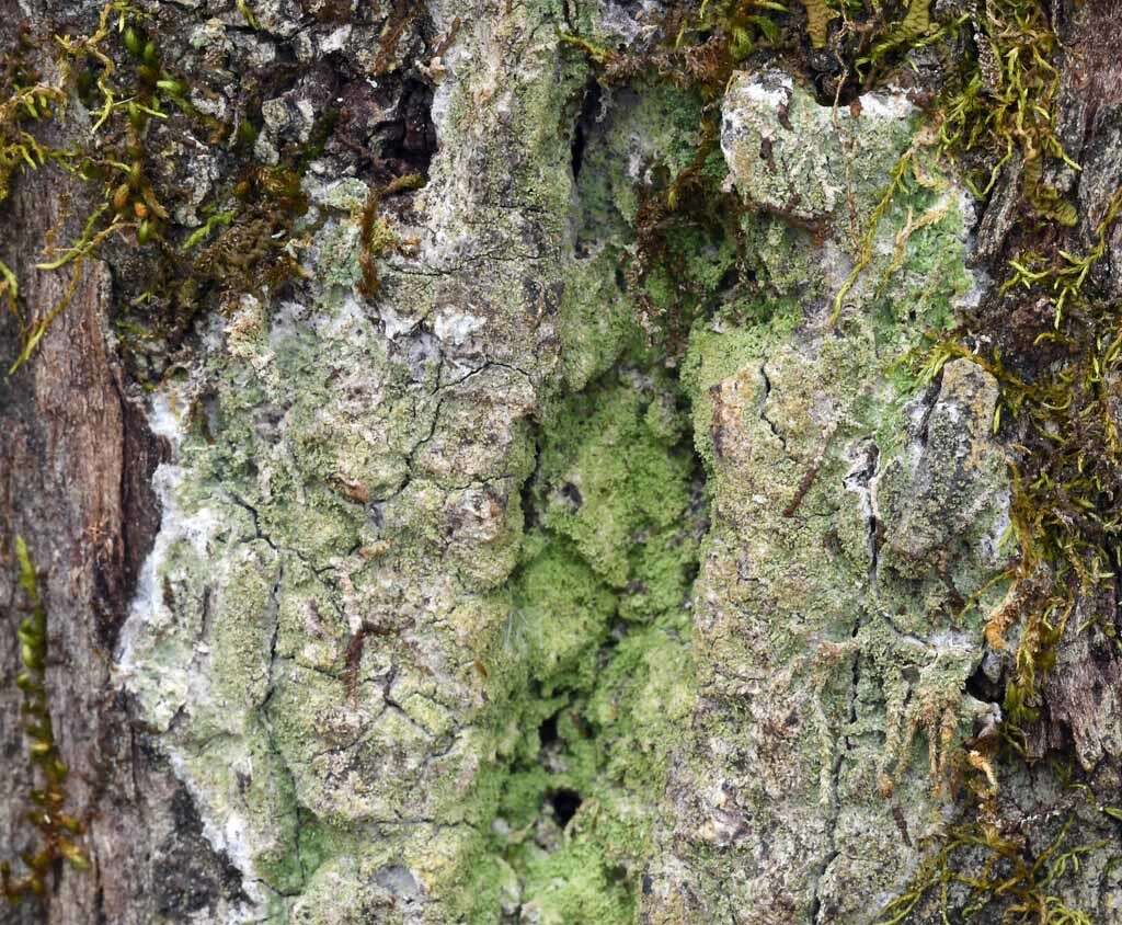 Image of coral phyllopsora lichen